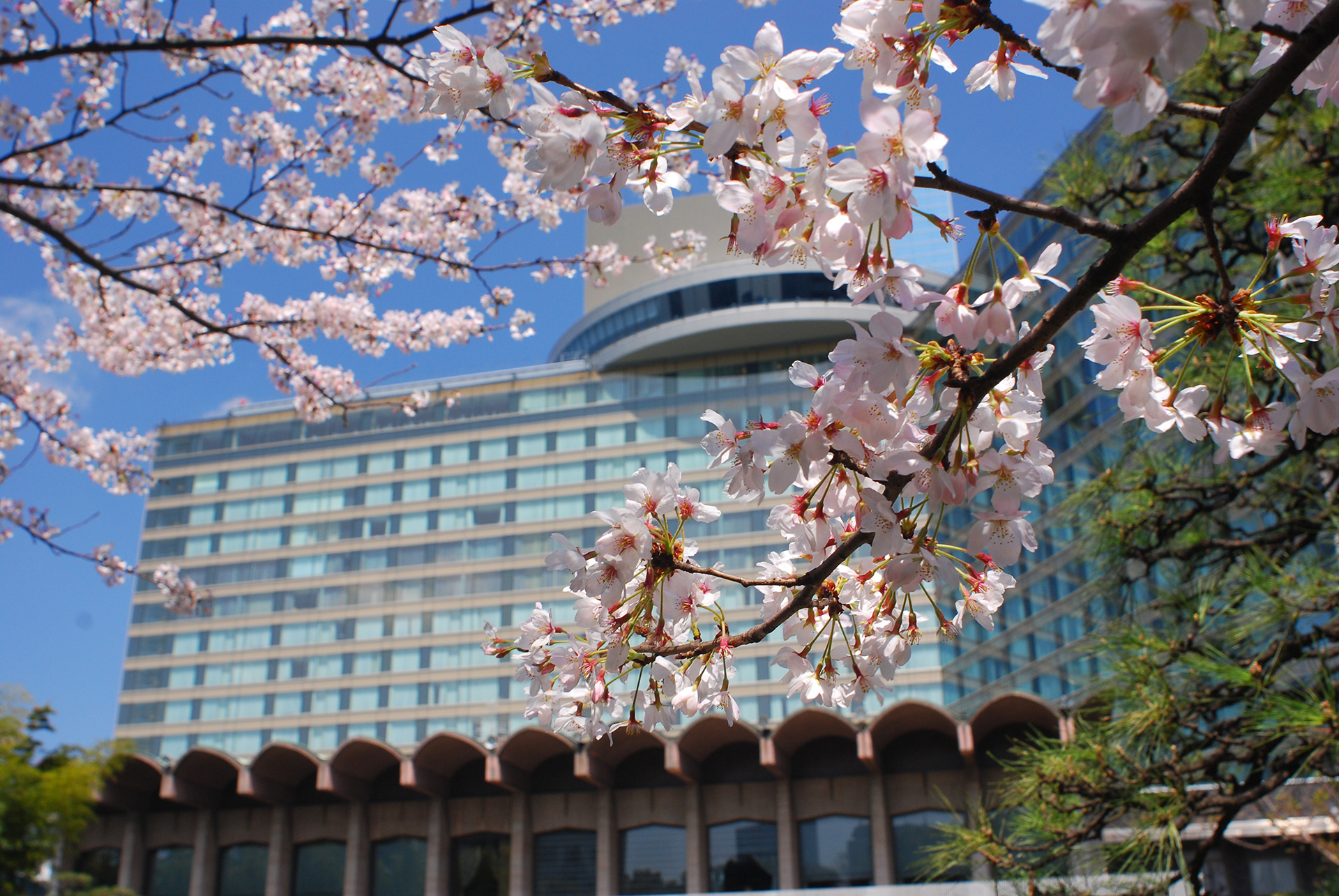 ザ・メインと桜の写真