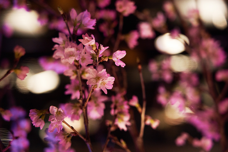 桜の生け花のイメージ画像